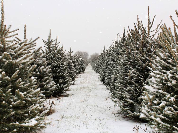 Moehling Christmas Tree Farm