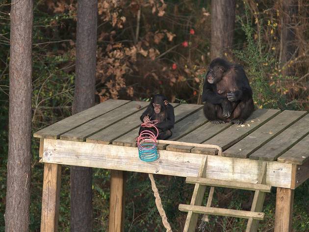 Conociendo a los chimpancés Conociendo a los chimpancés