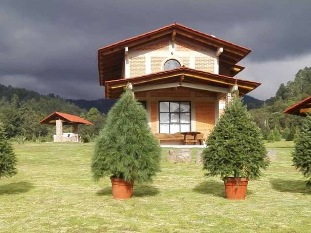 Árboles de Navidad en maceta Árboles de Navidad en maceta en un jardín