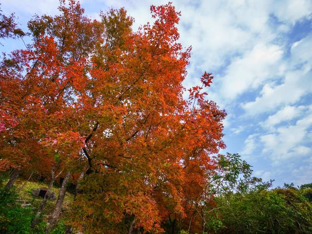 Wu Kau Tang Kau Tam Tso fall leaves Wu Kau Tang Kau Tam Tso fall leaves