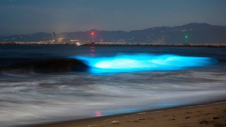 bioluminescent waves