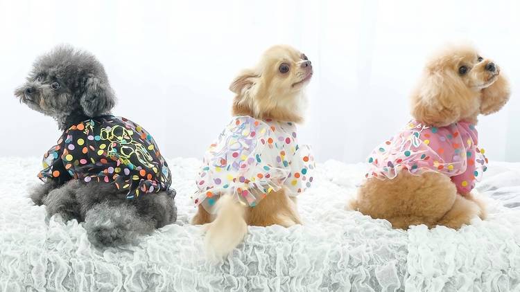 Dog outfits from MyKiDog 