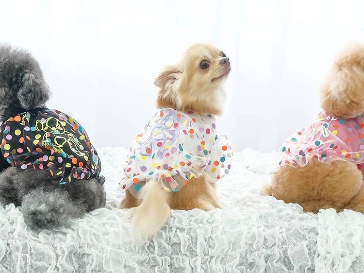 Dog outfits from MyKiDog 