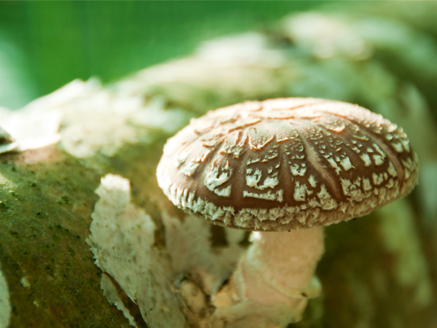 cogumelos cogumelos