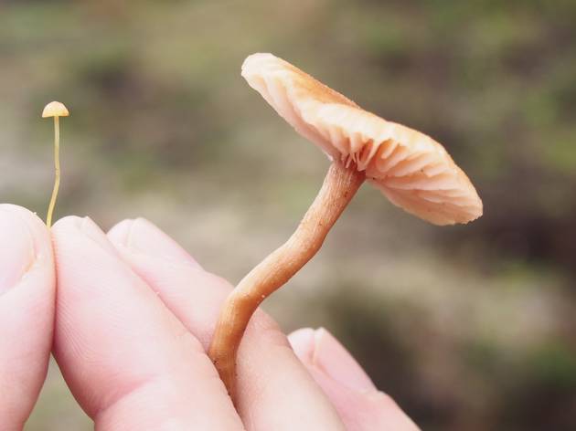 cogumelos cogumelos