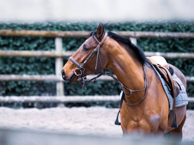 horse horse