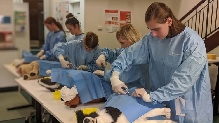 Young people train to do surgery on stuffed toy dogs.