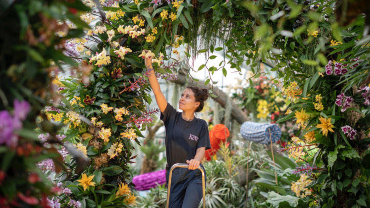Kew Apprentice Alice McKeever putting the finishing touches to the Kew Orchid Festival 2020