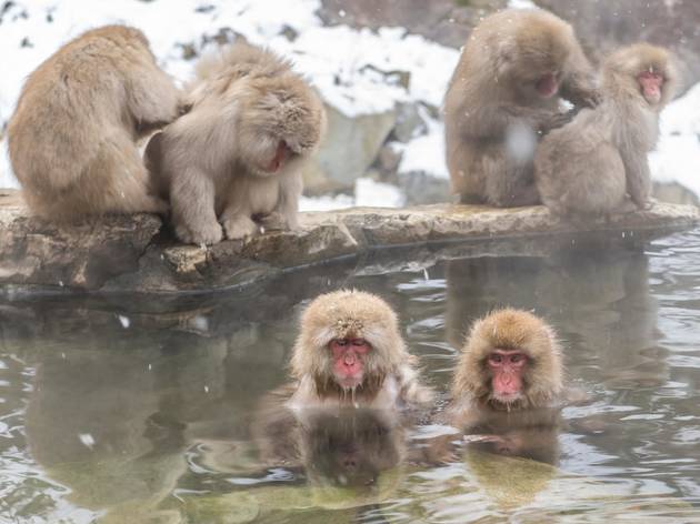 Jigokudani Monkey Park, Nagano Jigokudani Monkey Park, Nagano