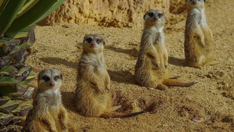 Jardim Zoológico de Lisboa