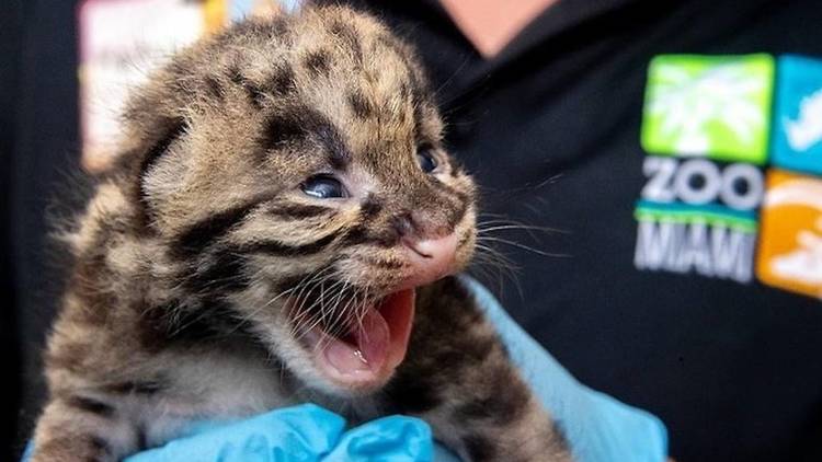 16 Cutest Baby Zoo Animals Born In