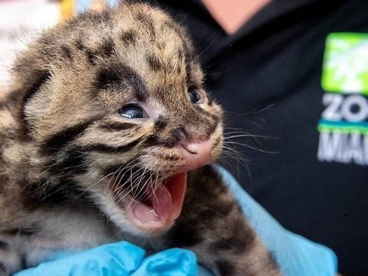 16 of the cutest baby animals born around the world in 2020