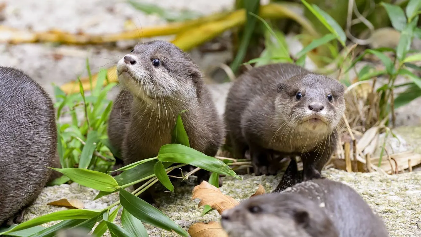 Photograph: Melbourne Zoo