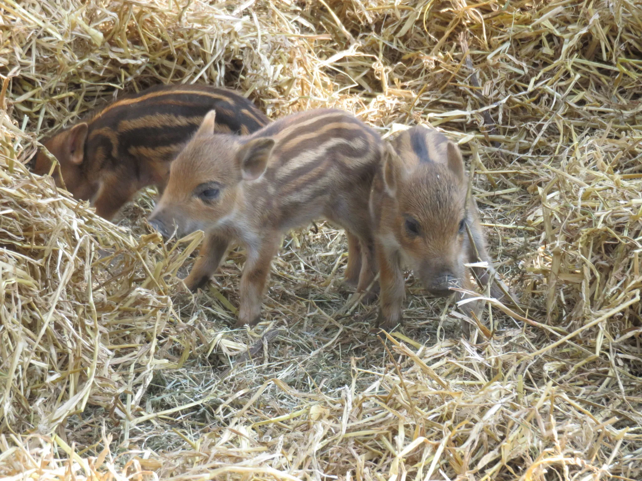 Photograph: Whipsnade Zoo
