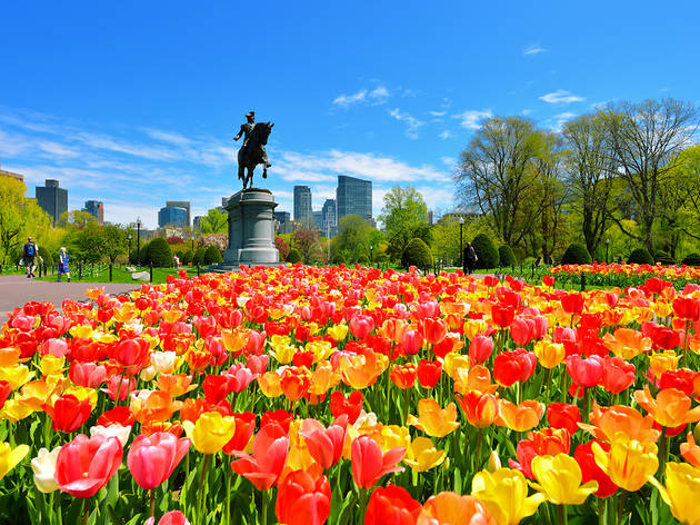 Boston spring, public garden