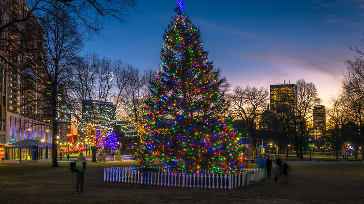 Boston Common Holiday Tree