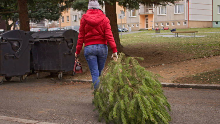 Christmas tree being recycled