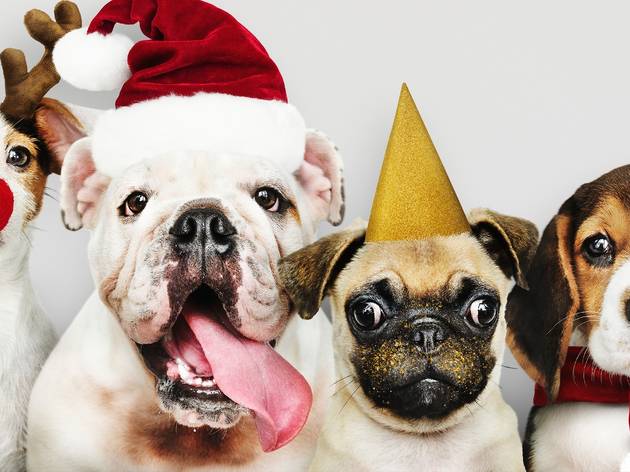 Regalos para navidad y día de reyes para tu mascota Retrato de cuatro perros con ropas navideñas