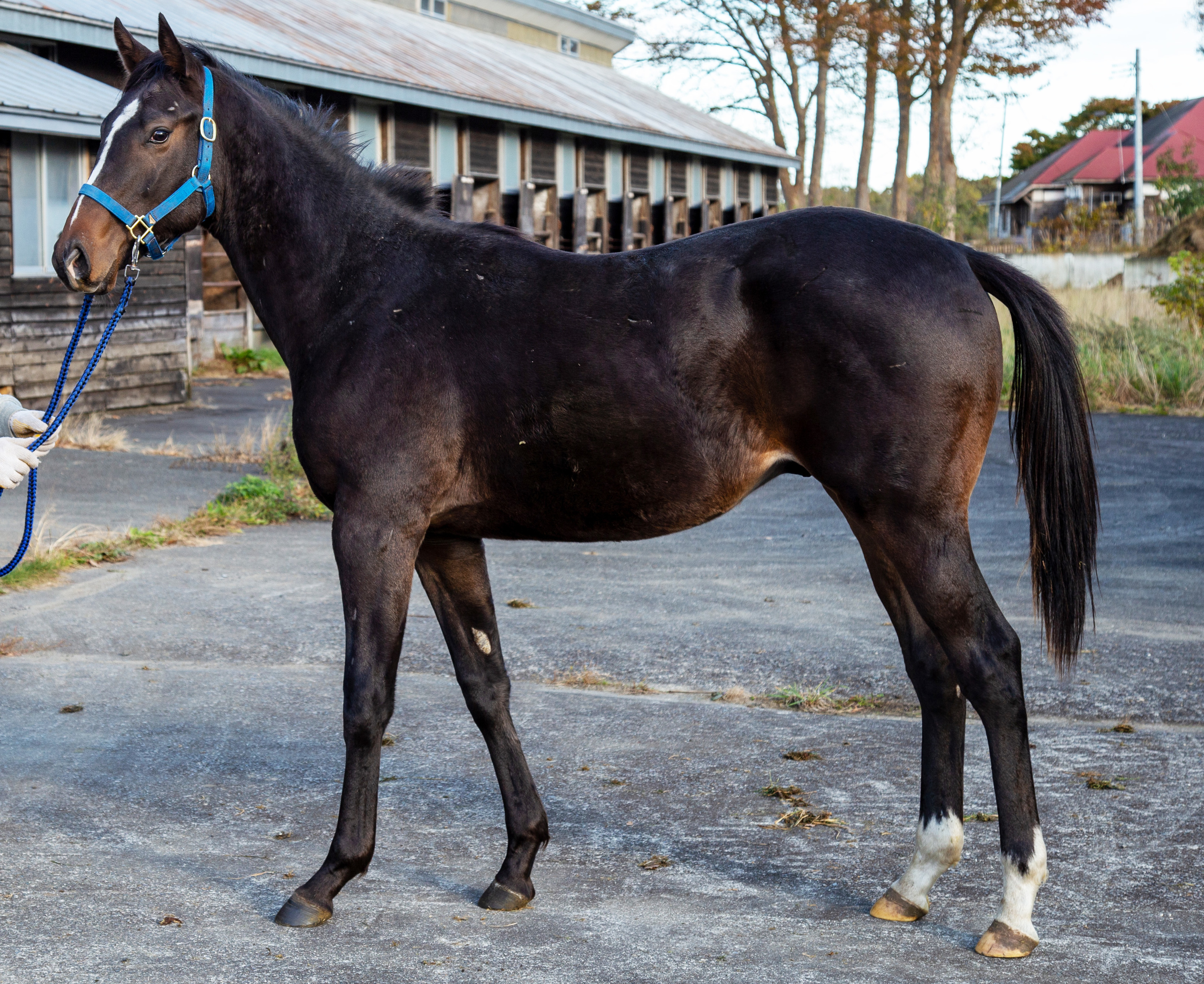 競馬 馬 の 名前