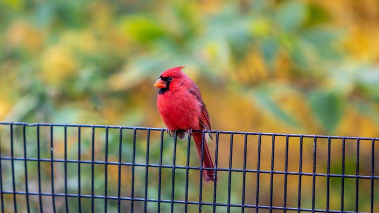 Bird watching