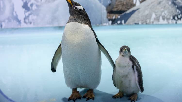 Retrato de un pingüino recién nacido y su familia