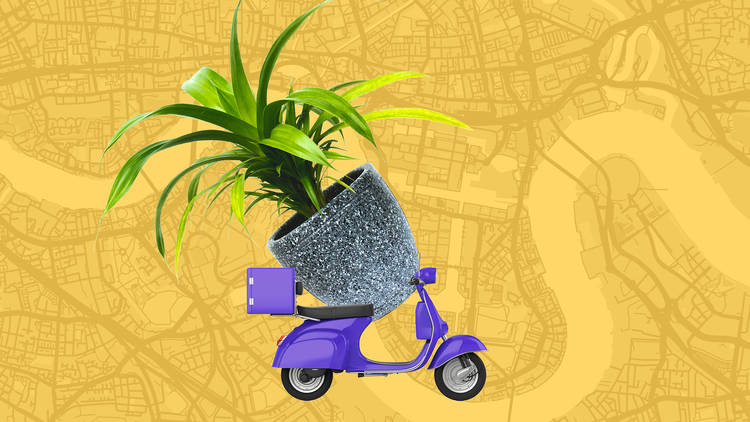 London plant home delivery