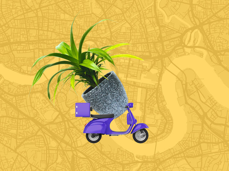 The 11 best houseplant delivery services in London