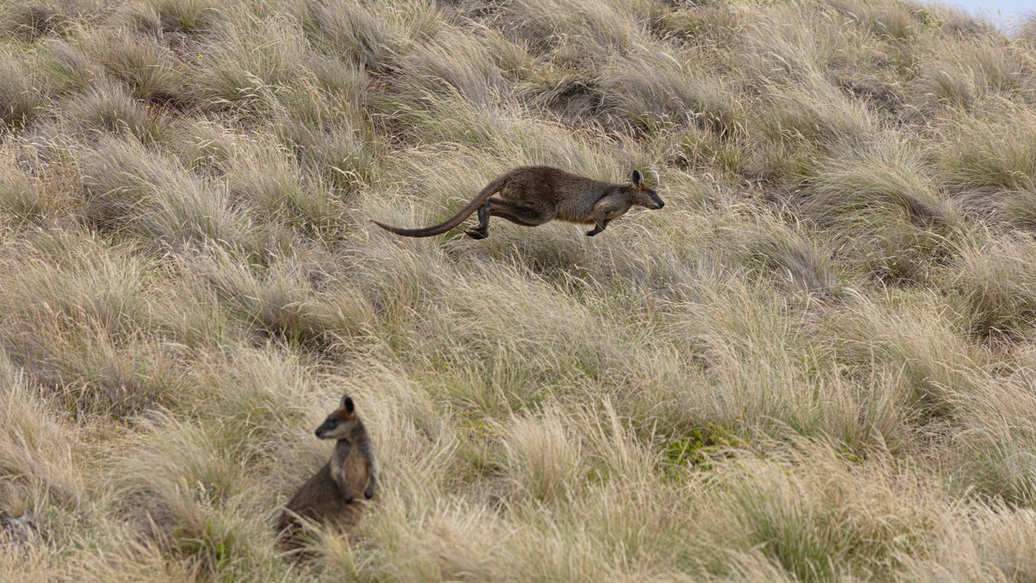Wallabies in Phillip Island