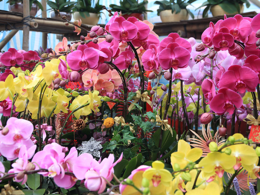A guide to Chinese New Year flowers and fruits Time Out Hong Kong