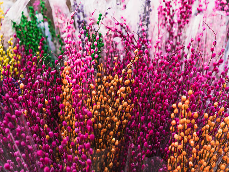 Pussy Willows
