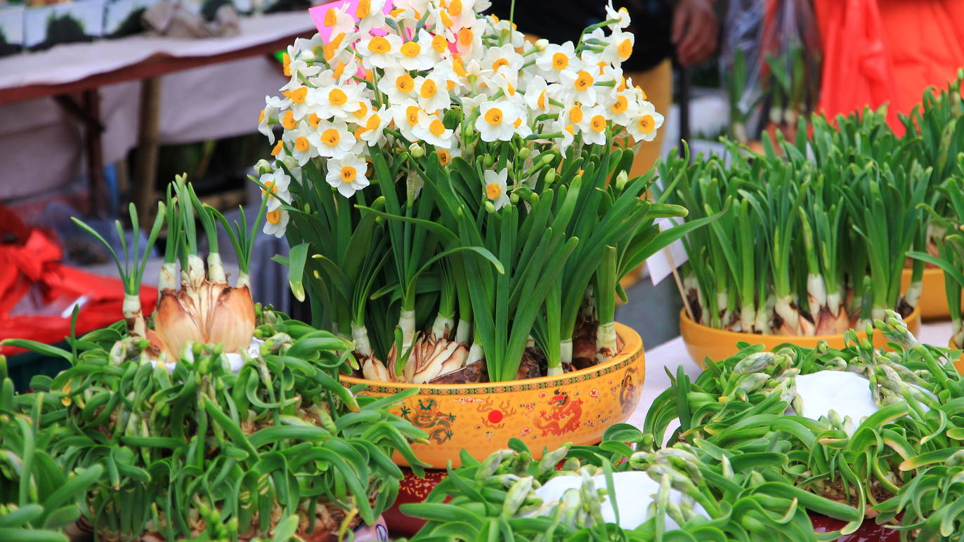 Your Guide To Auspicious Chinese New Year Flowers And Fruits