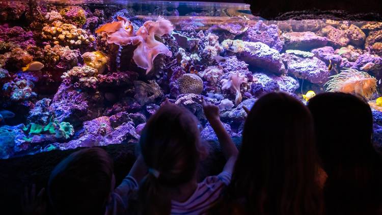 Children look into tank of colourful coral reef display