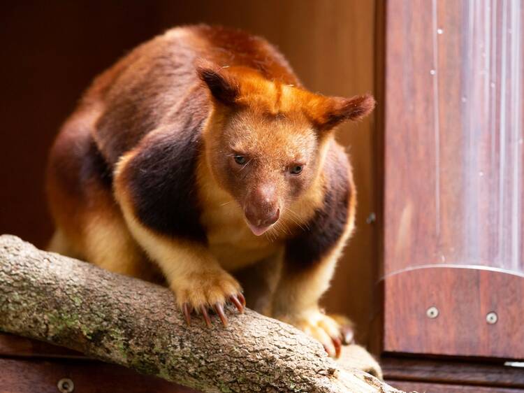 Wild Life Sydney Zoo