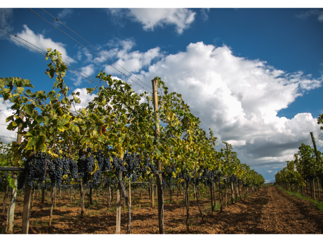 Viñedo, Vinos Encinillas Viñedo, Vinos Encinillas