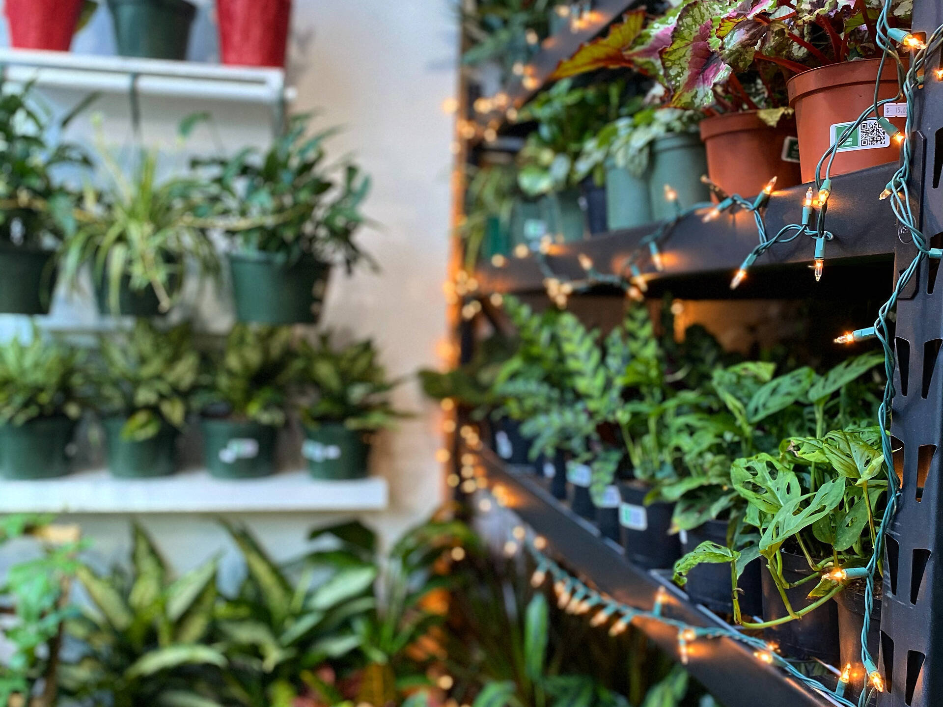14 Chicago Plant Stores For Finding Home Greenery