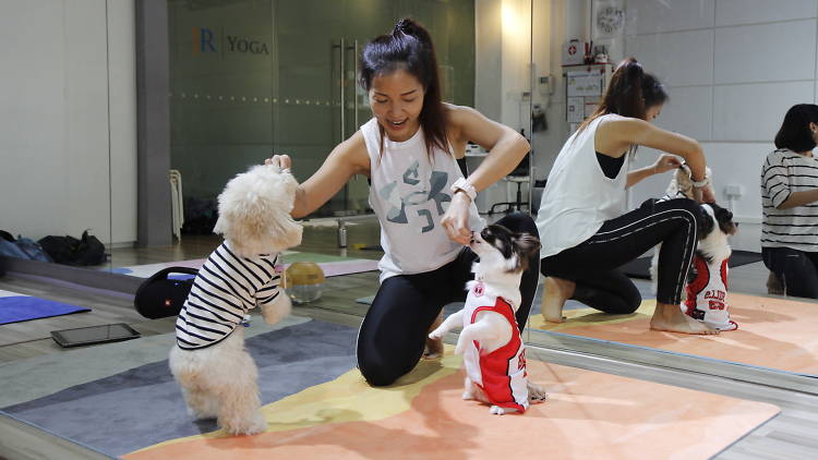 Puppy Yoga Singapore