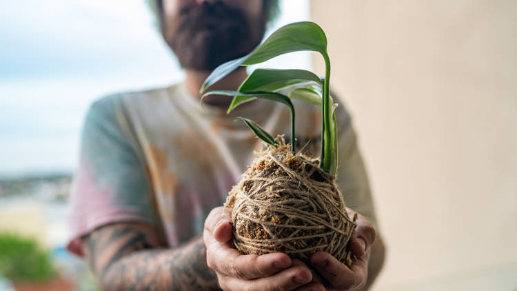 Make a kokedama at home
