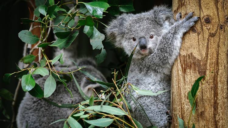 Baby koala clings to tree