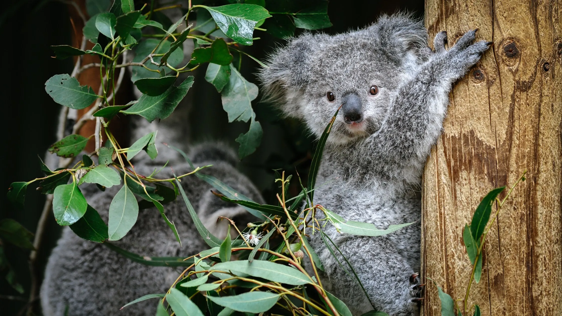 Baby koala clings to tree
