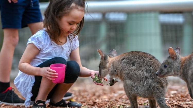 Small child crouches and hand feeds small kangaroos