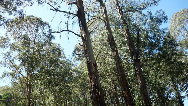 Toolangi State Forest 
