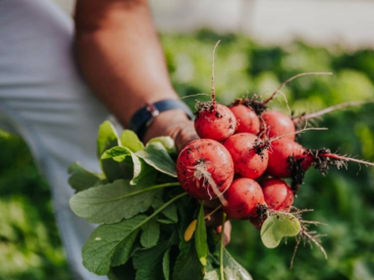 La Hortaliza, frutas y verduras a domicilio en la CDMX 