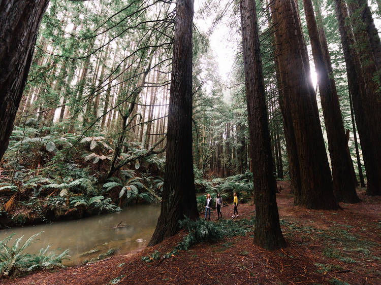 Gorgeous natural wonders to visit near Melbourne