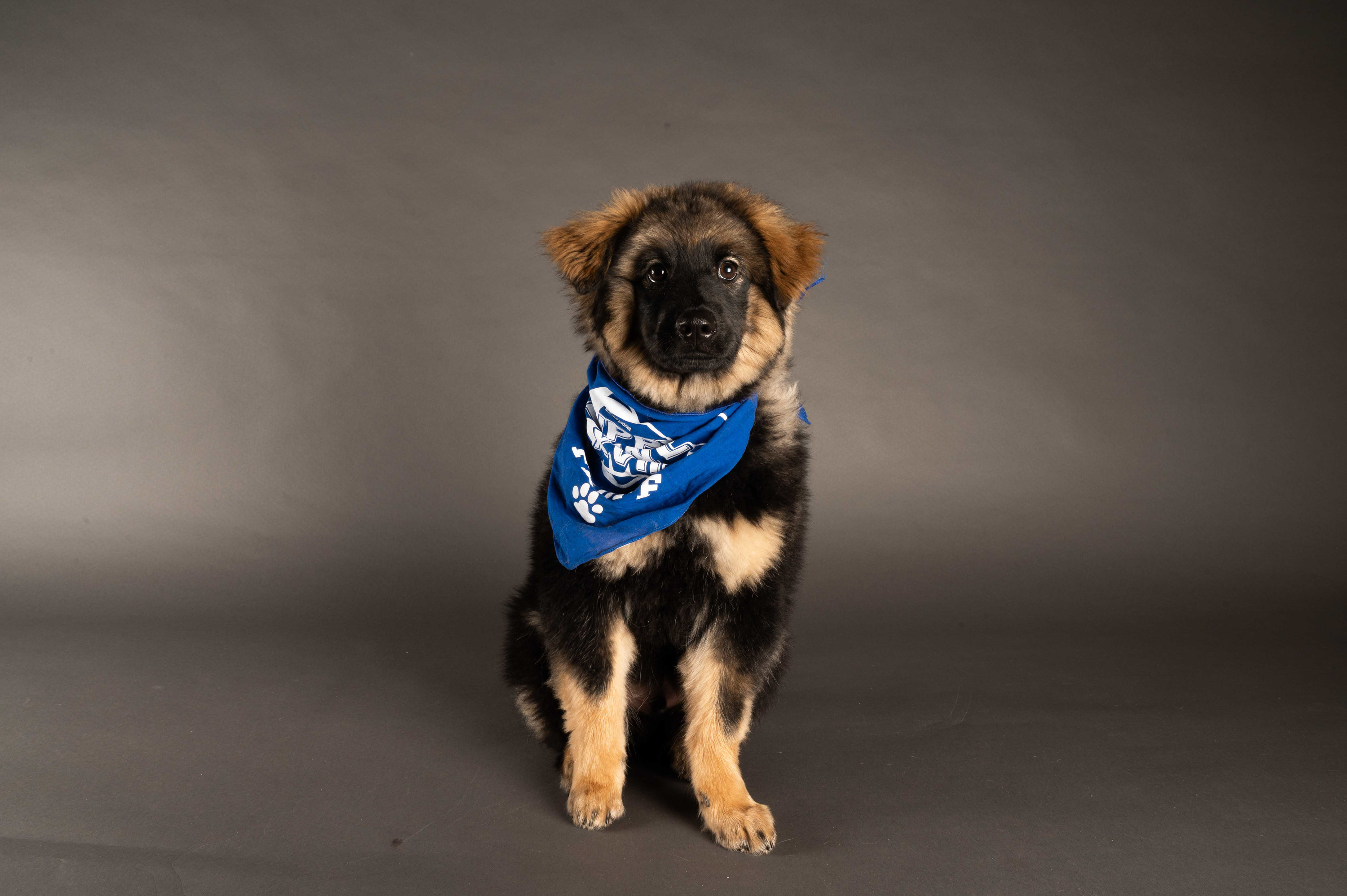 Meet the Tampa Bay dogs starring in the Puppy Bowl