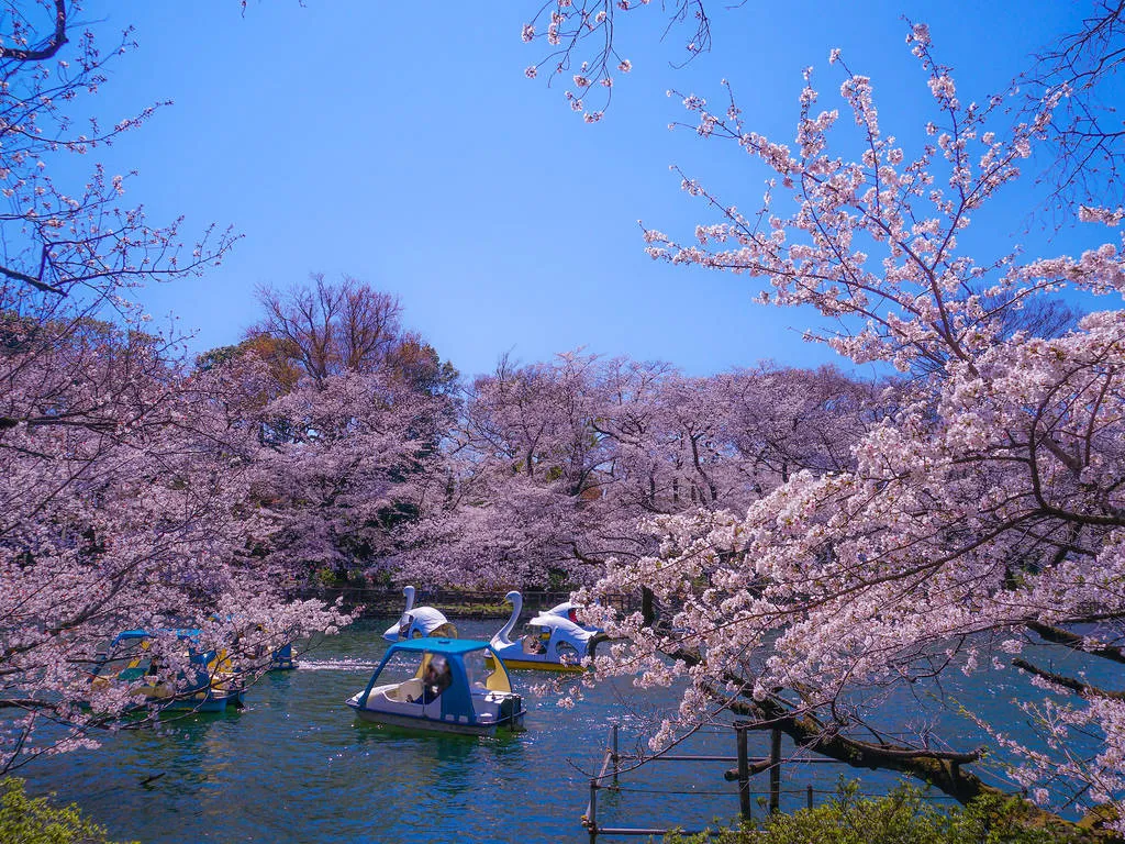 Sakura and river and swan boat