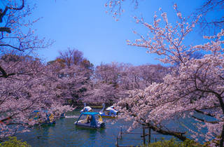 Cherry Blossoms 21 The Best Places To See Sakura In Tokyo Time Out Tokyo