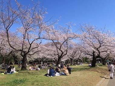 Cherry blossoms in Tokyo 2023: 17 best places to see sakura in Tokyo