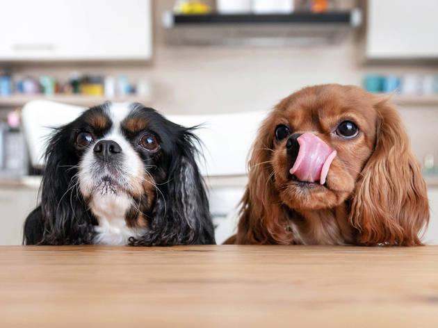 Tamales para perros Perritos sobre barra de cocina sacando la lengua