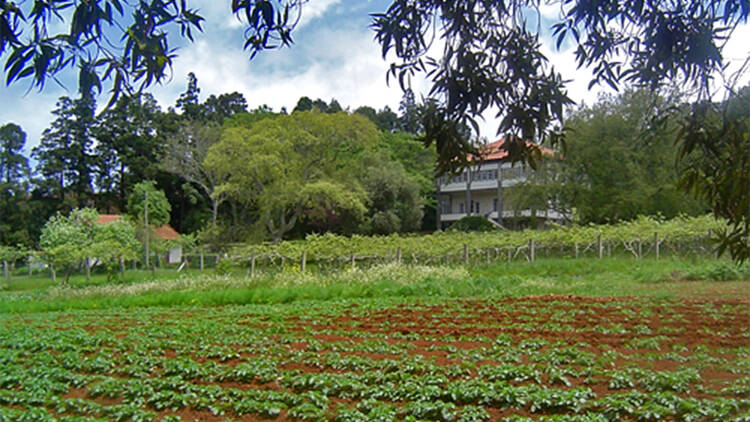 Turismo Rural, Quinta das Colmeias, Madeira