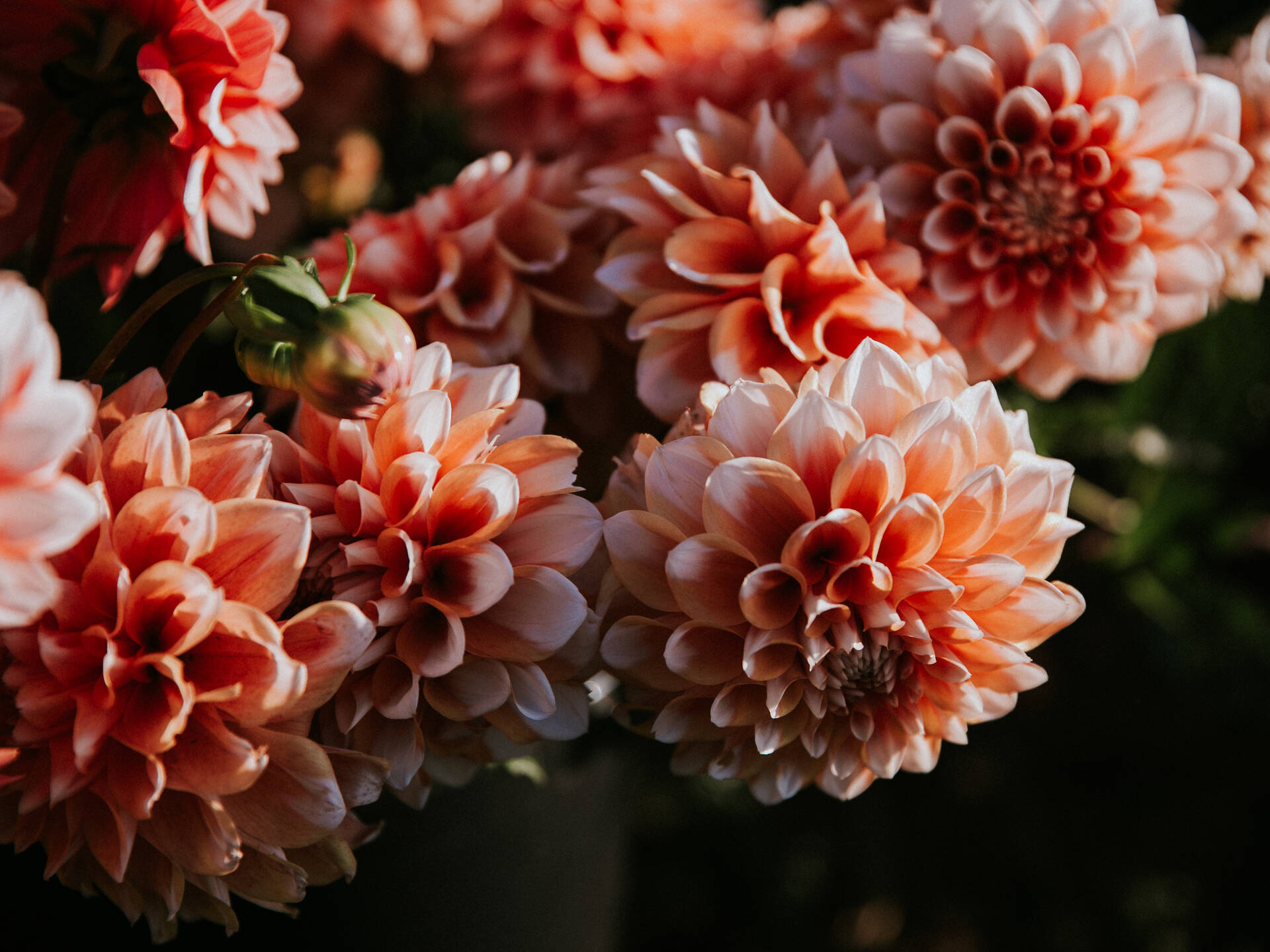 24 Chicago Flower Shops For Blooms